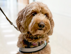 volunteer dog in hospital
