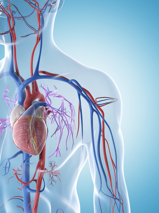 Heart and Circulatory System with Blood Vessels