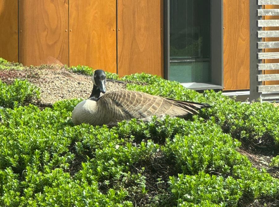 goose