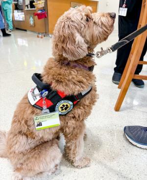 Beacon, a Goldendoodle therapy dog